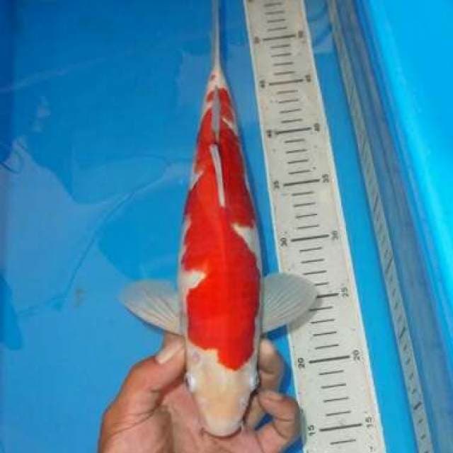 KOHAKU LIKU LIKU