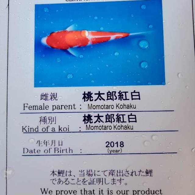 Kohaku momotaro serty