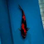 Hi Showa 40cm Female