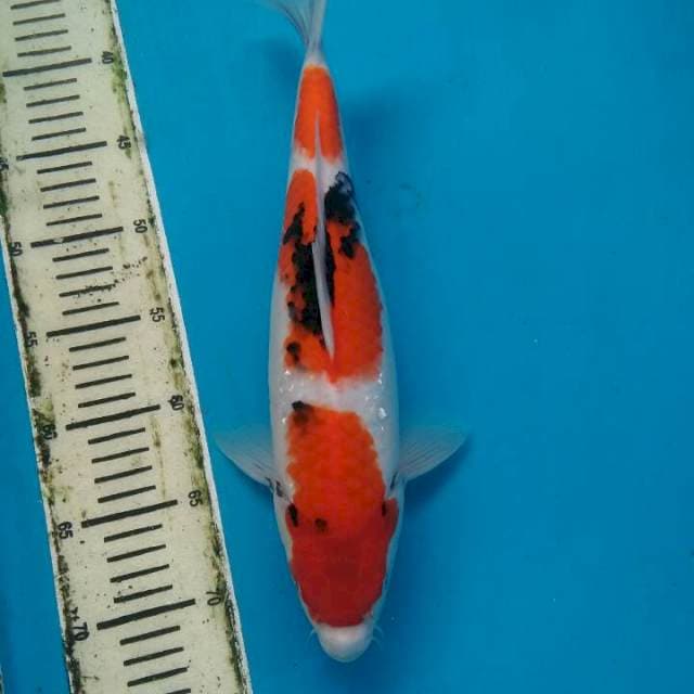Showa prospek 35 cm