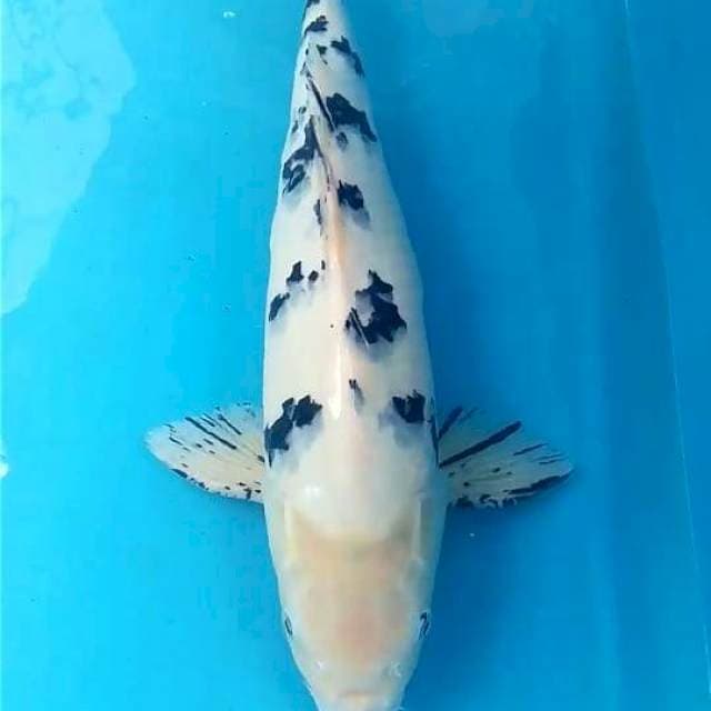 Bekko Jumbo 53 cm
