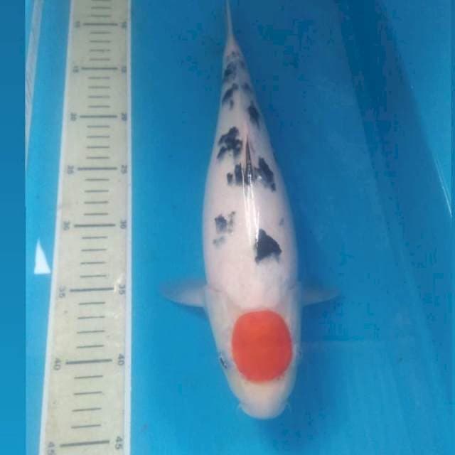 Tancho Sanke 37 cm