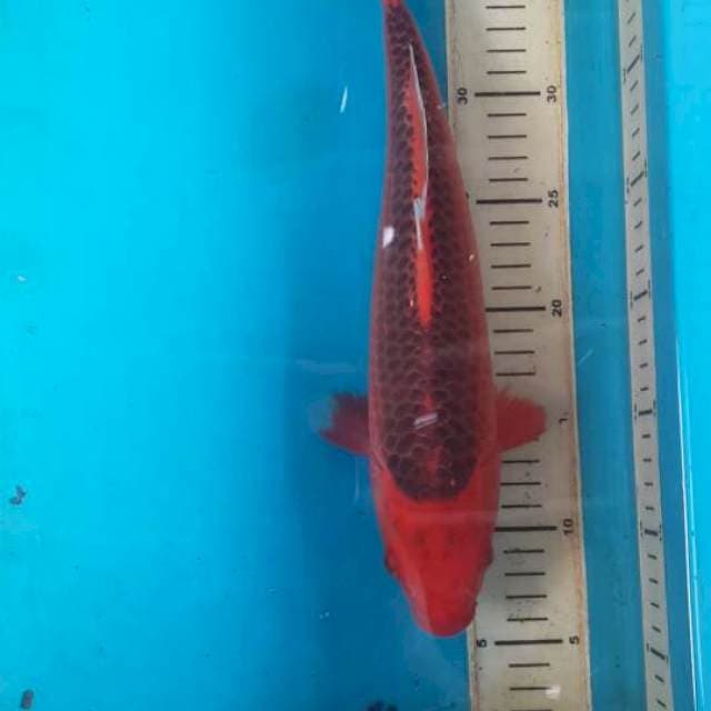 aka matsuba 35 cm
