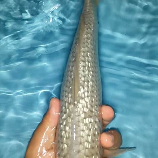 soragoi ginrin 37 cm jantan