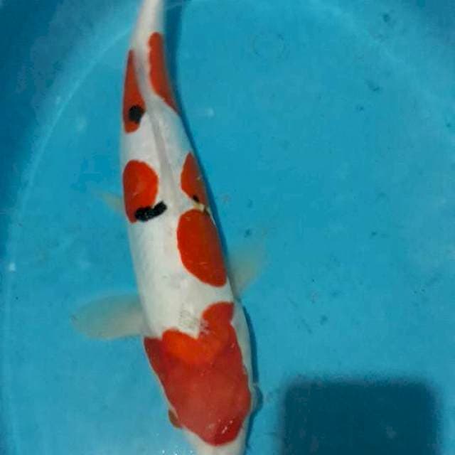 Sanke Doitsu 38 cm