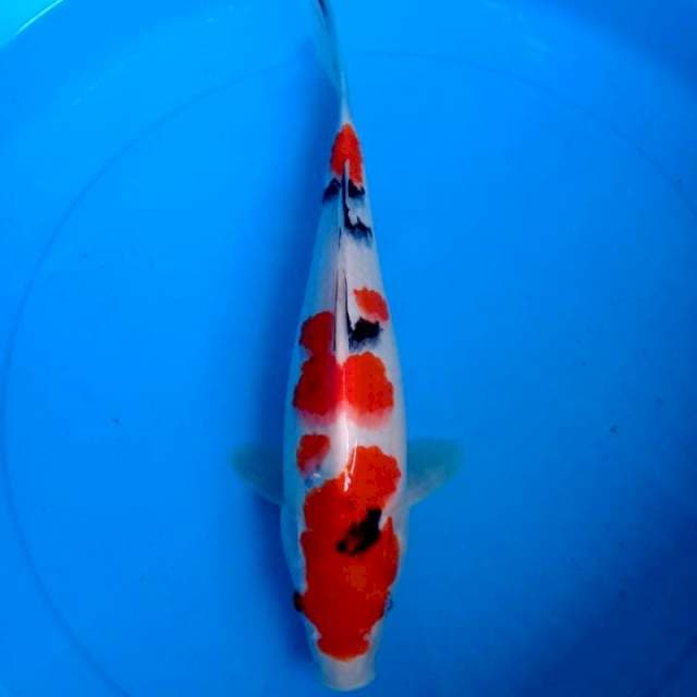 Sanke 28cm