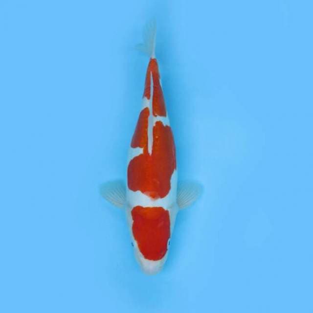 DOITSU KOHAKU GOOD PATTERN JUMBO TOSAI F1