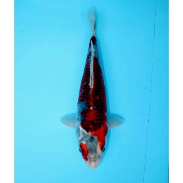 GOSHIKI 26 CM