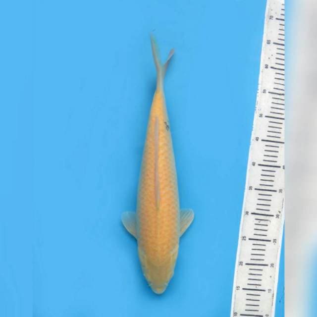 45cm fml , Karasi Jumbo Penjinak