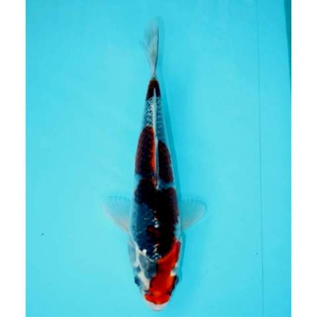 GOSHIKI 26 CM