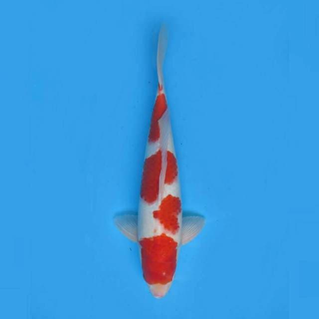 40cm male , Red Yondan Kohaku F1 