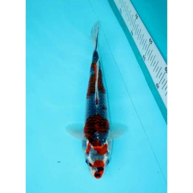 GOSHIKI 23 CM