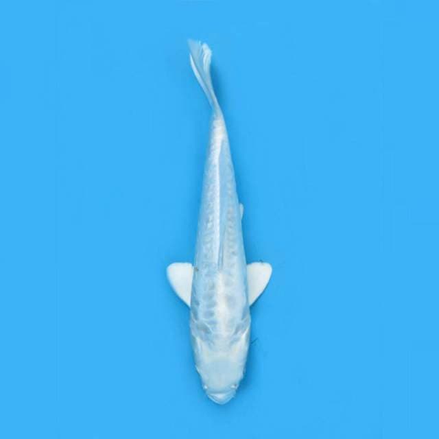 26cm male , Platinum Putih bersih 1 