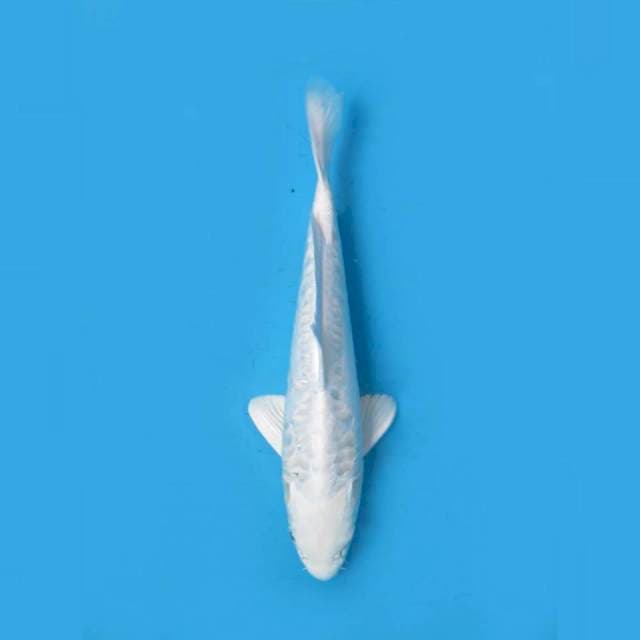 25cm male , Platinum Putih Bersih 2