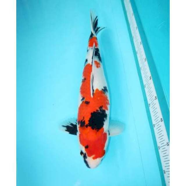 SHOWA 40 CM