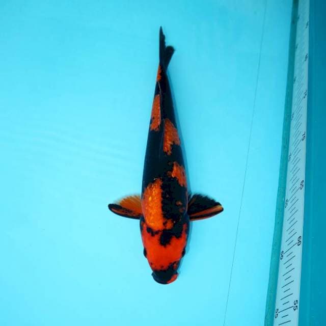 UTSURI GINRIN 28 CM