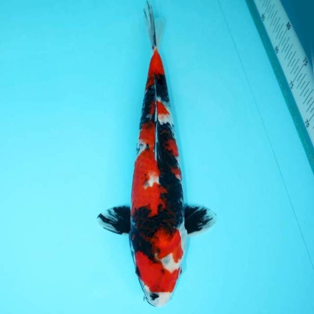 SHOWA 32 CM