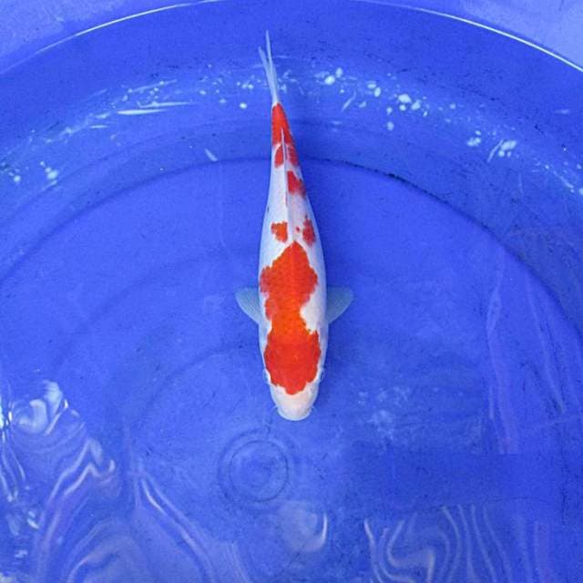 Kohaku ±25cm