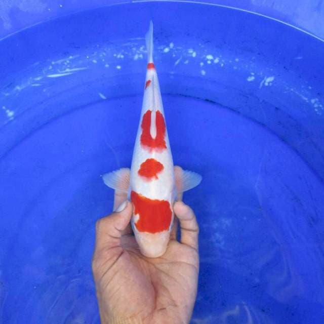 Kohaku ±25cm