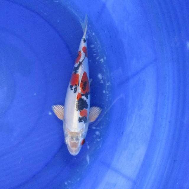 Heisey Nishikigoi ±30cm