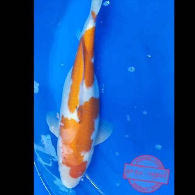 Kohaku Body Bulky