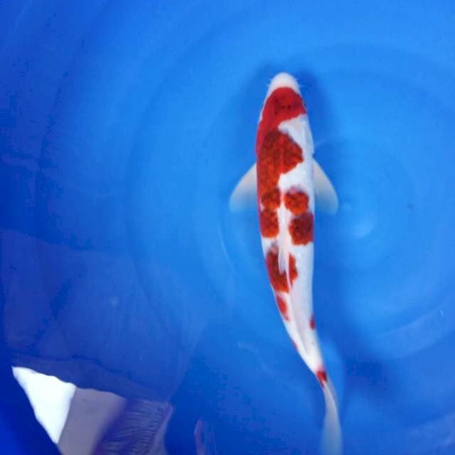 MALE 37 cm