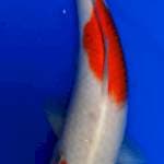 Kohaku 2 Step