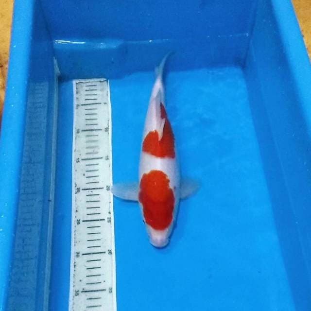 Kohaku bakat bulky kiwa bagus 