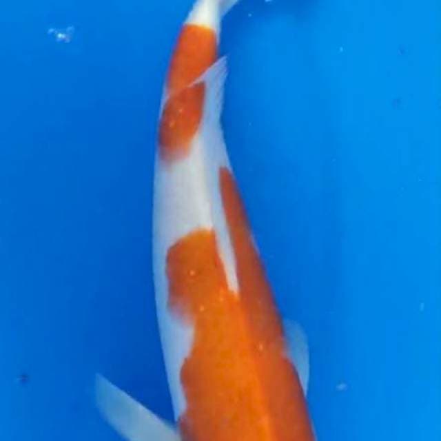Kohaku