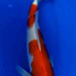 Kohaku