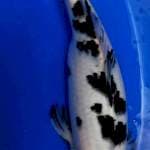 Tancho Sanke - Great Color and Pattern