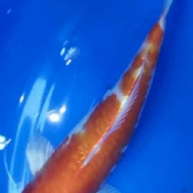 Kohaku Doitsu