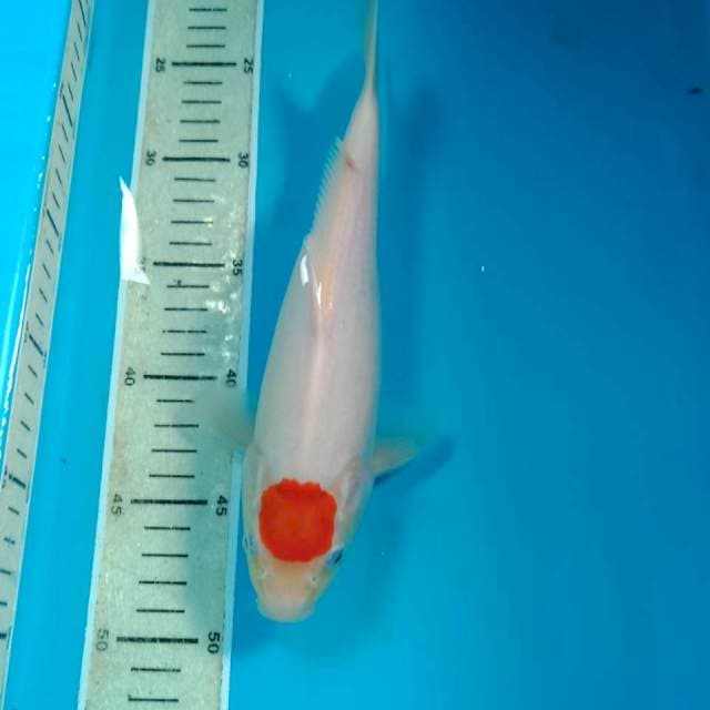 Tancho Ori 25 cm