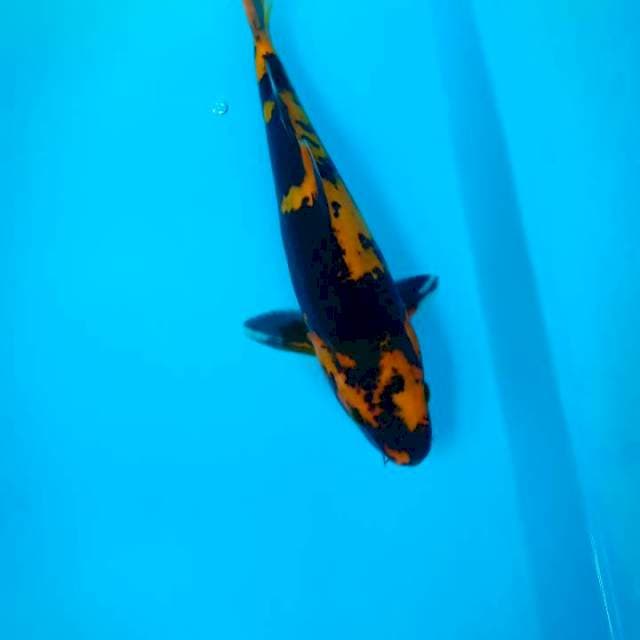 HI UTSURI 25cm