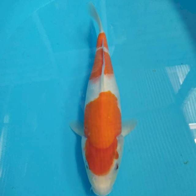 Kohaku 35 cm