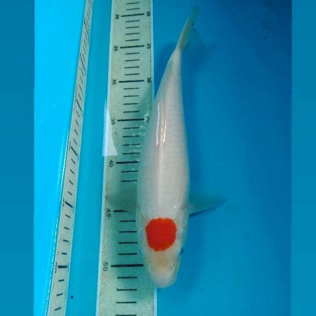 Tancho 29 cm