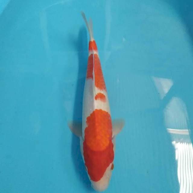 Kohaku 33 cm