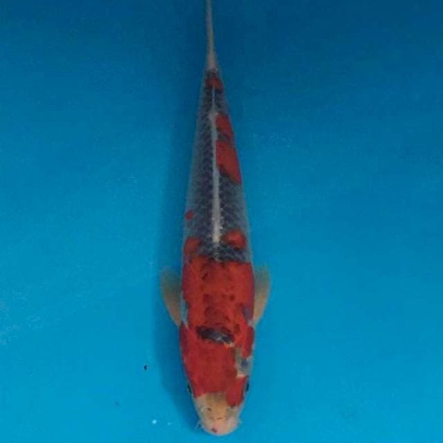 28 cm Goshiki Merah