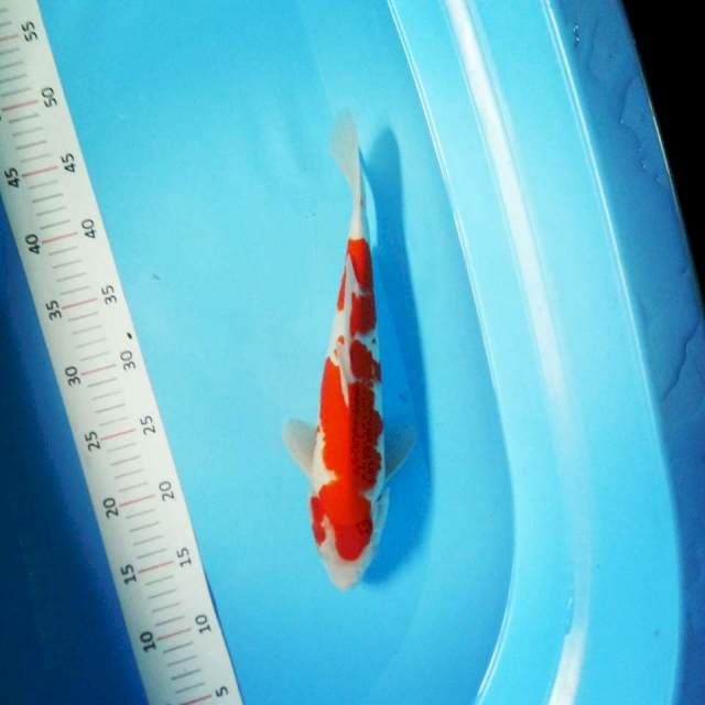 # kohaku 32cm #