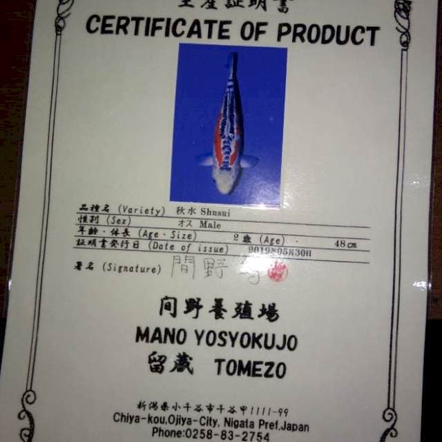 Shusui 48 Male (Tomezo). Import dan Sertifikat