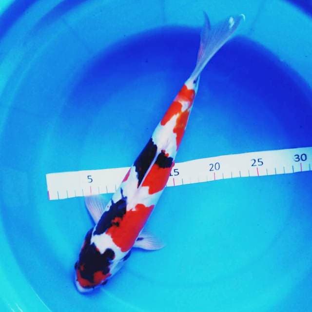 Showa doit jreng 32cm male