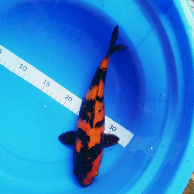 Utsuri 28cm