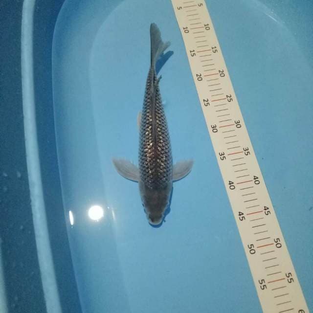  # sleyer 32cm #