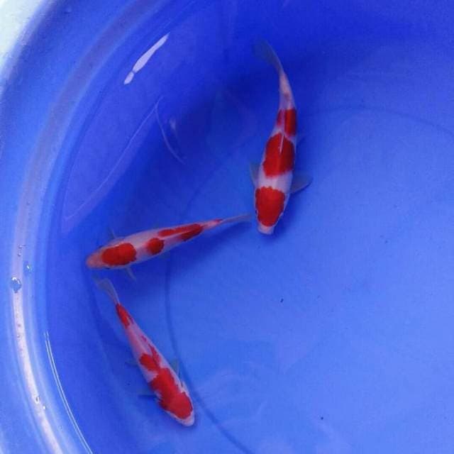 Three Of Queen - Kohaku Ciamik