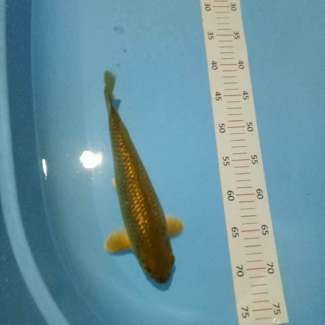 Midori 28 cm 