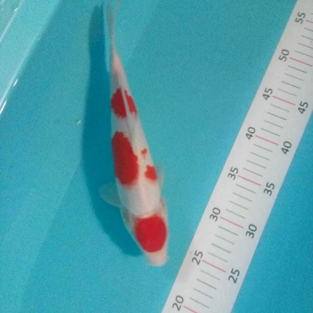  Maruten 28cm