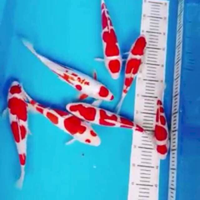 kohaku doit dan sisik