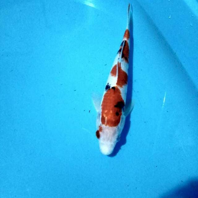 Sanke sangar 33cm/F