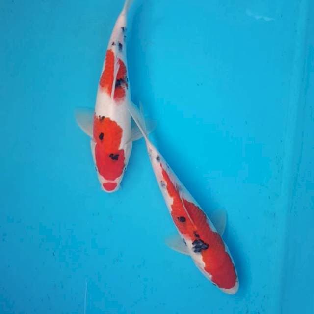 SANKE F1 MERAH HALUS