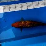 cagoi ful ginrin34cm